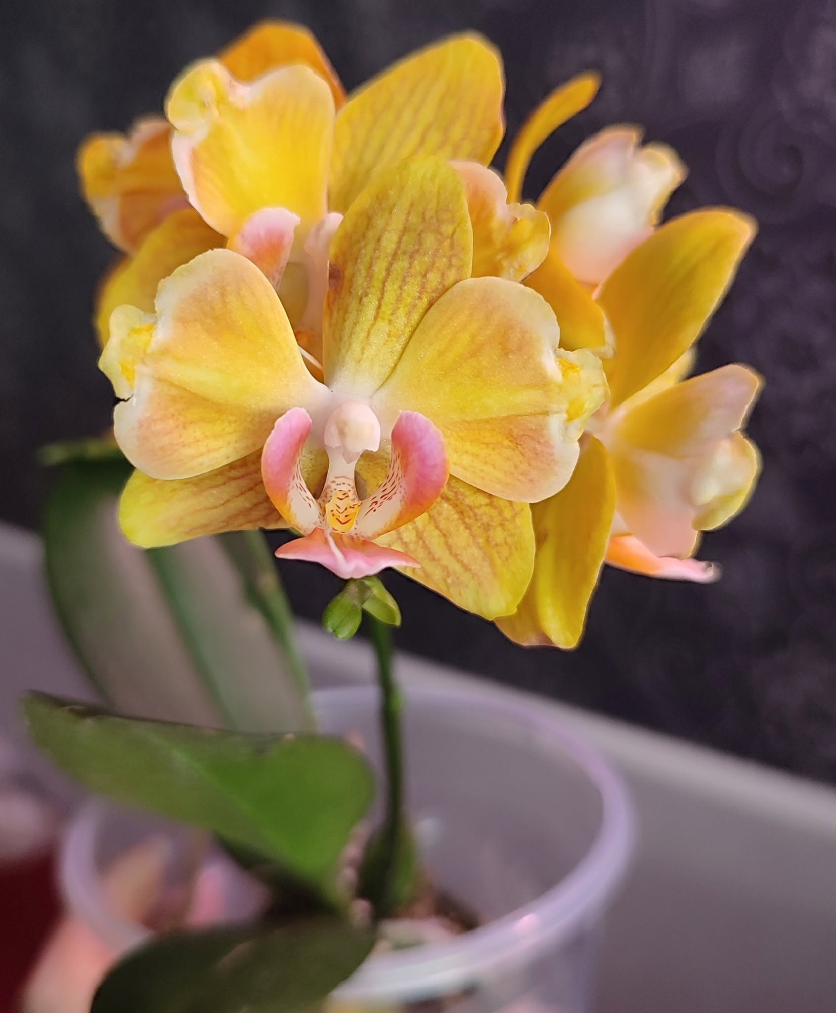 Orchidėjos – tai vienos populiariausių kambarinių gėlių — 3