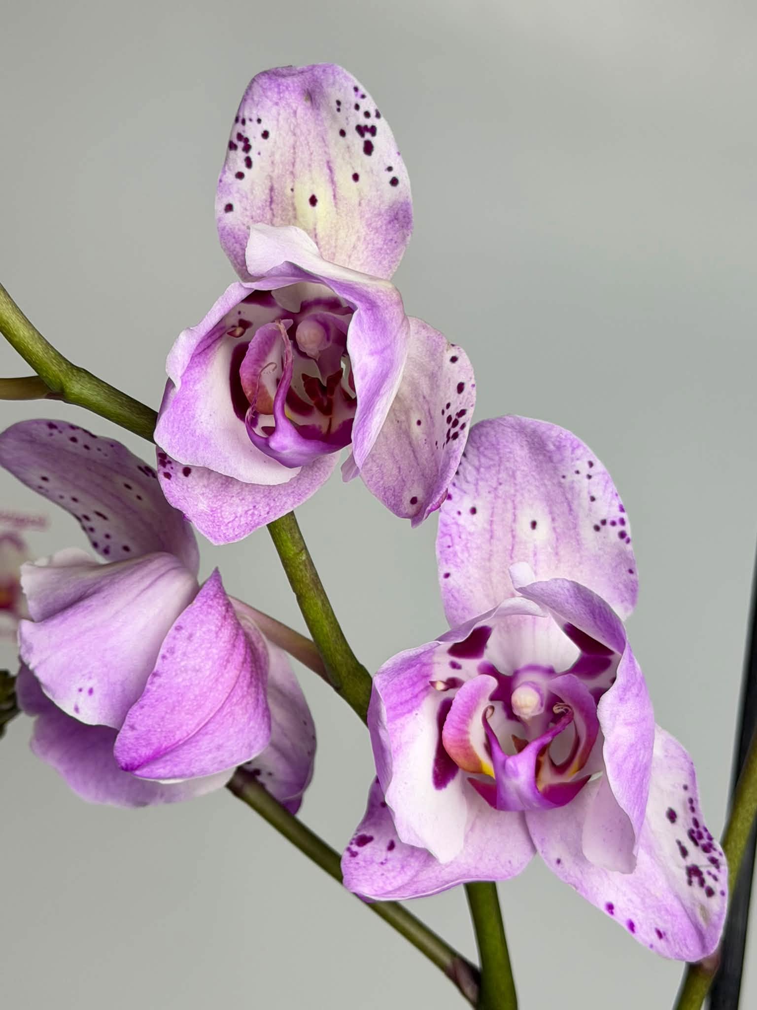 Orchidėjos – tai vienos populiariausių kambarinių gėlių — 9