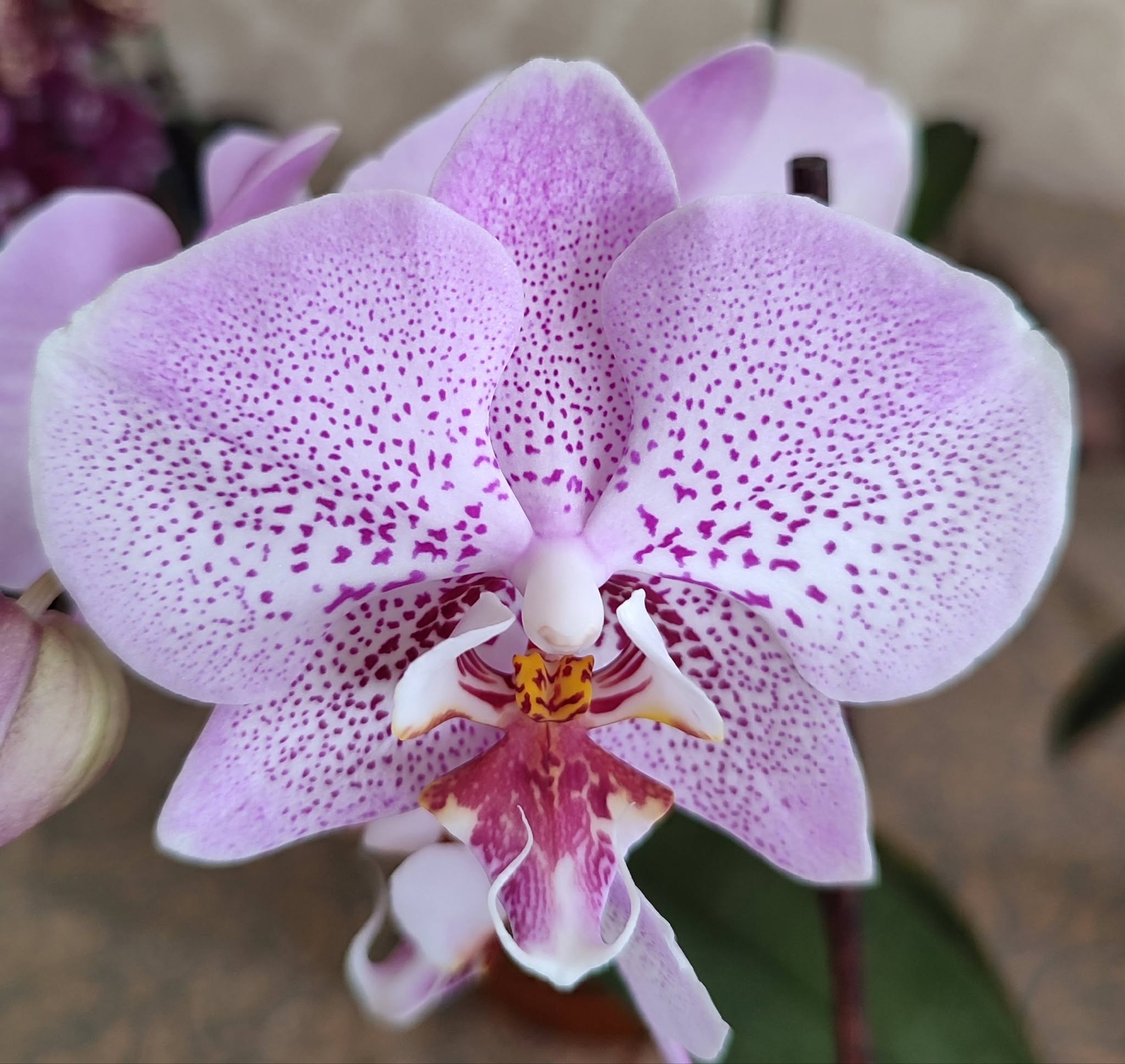 Orchidėjos – tai vienos populiariausių kambarinių gėlių