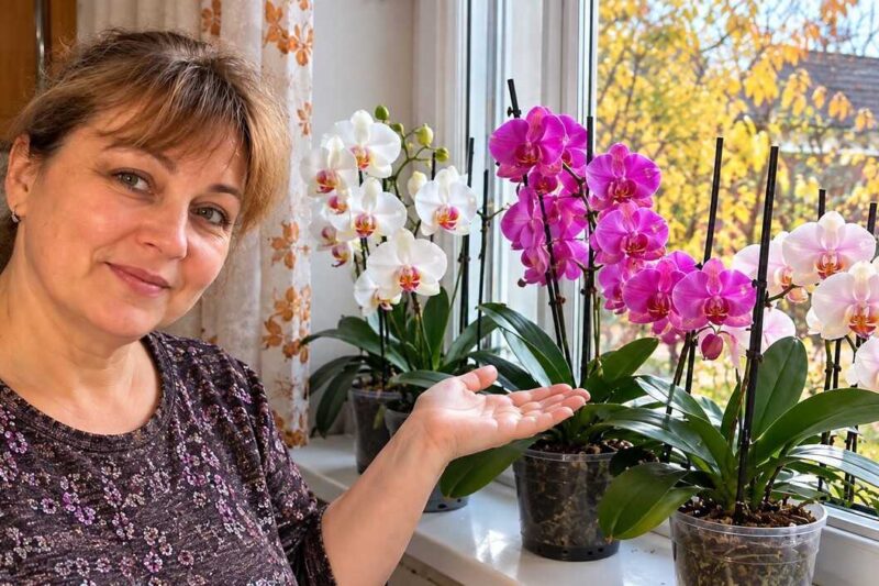 Kur laikyti orchidėją rudenį ir žiemą: kodėl falenopsis numeta pumpurus ir kokia palangė jam tinka