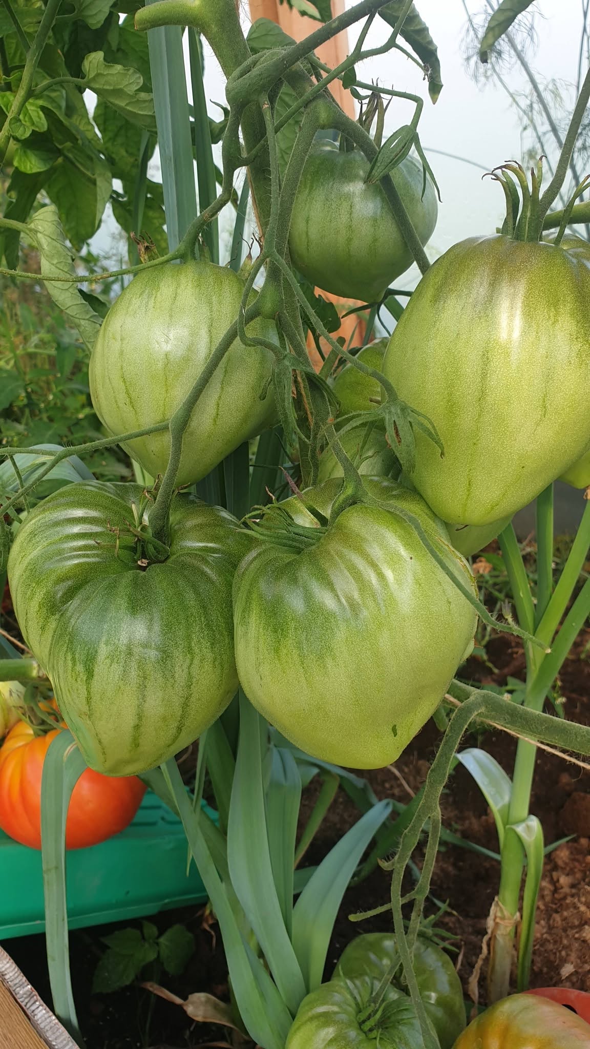 Pomidorai