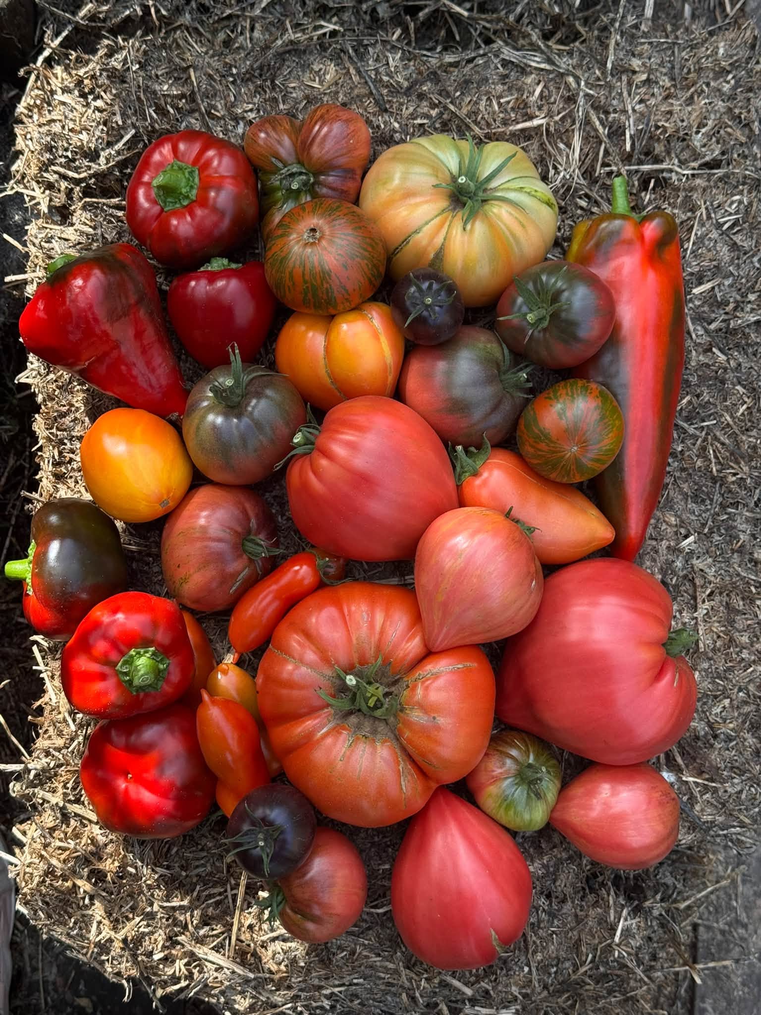 Pomidorai