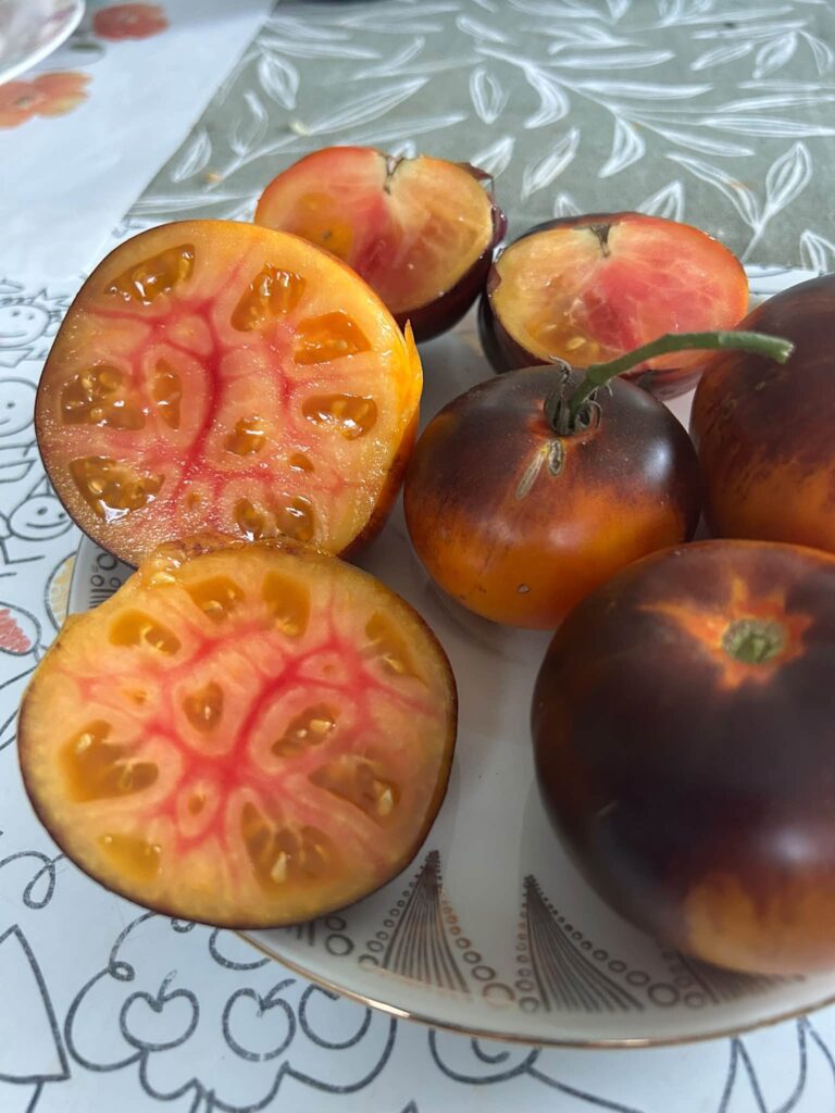 Pomidorai