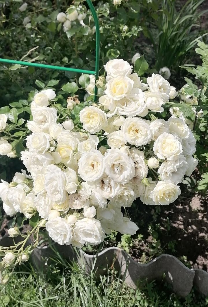 Rožės — 9